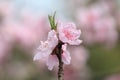 PeachÃ¯Â¼ËPrunus persicaÃ¯Â¼â°